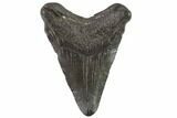 Juvenile Megalodon Tooth - Georgia #90820-1